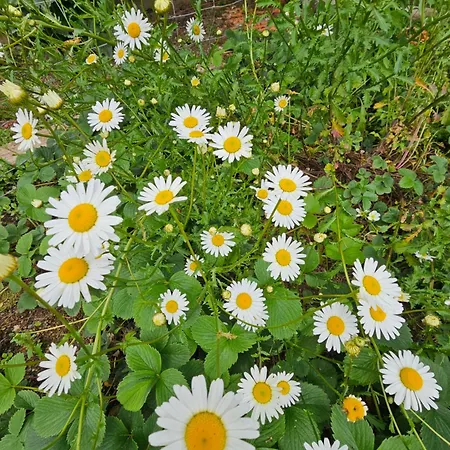 Prázdninový dům Les Paquerettes, De Campagne 1300 M2 De Terrain A 20min Du Puy Du Fou *