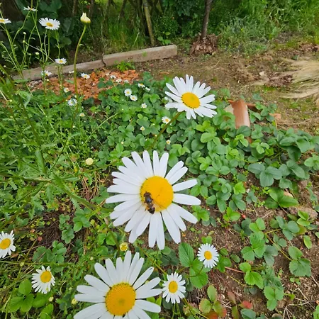 Les Paquerettes, De Campagne 1300 M2 De Terrain A 20min Du Puy Du Fou Prázdninový dům Montravers